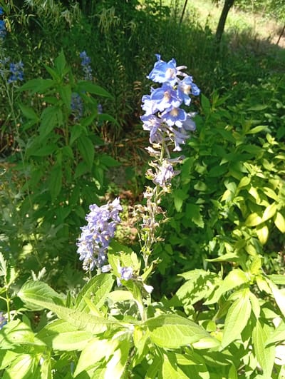 The image depicts a close-up view of a garden with several flowering plants, primarily in shades of blue and green. In the foreground, a tall stalk of blue flowers, likely delphiniums, is prominently featured, with some blossoms in full bloom and others withered. To the left and right of this main stalk, smaller clusters of blue flowers are also visible. The plants are surrounded by lush green foliage, with some leaves appearing bright and sunlit, while others are in shadow. The background consists of more dense greenery and a blurred tree trunk and dappled sunlight, suggesting an outdoor setting. The image was taken in Yerzhovo, Moldova, a rural setting. There are no people or animals visible in the image.