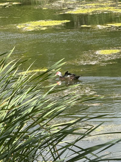 A partially submerged bird, possibly a duck, with black plumage, white markings, and red legs, is seen in a body of water. Tall green reeds are situated to the bird's right. The water has a murky green appearance with light reflections and possible algae growth. The scene appears to be captured in daylight with calm waters. Given the provided location, Voivoda, Bulgaria, the environment seems to be a natural or semi-natural setting, potentially a pond or marshland.