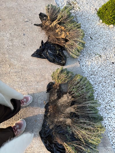 The image shows two lavender plants, each with exposed roots covered in soil, placed on a concrete surface partially covered with black plastic bags. The plants are positioned near an area covered in white gravel and a patch of green shrubbery. A person wearing pink and grey sneakers, dark trousers, and a white sweater or coat is partially visible in the lower right corner of the image. The specific location is Kurylivka, Ukraine.
