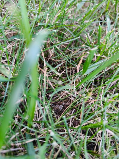 The image shows a close-up view of grass with some dry blades mixed in with the green ones. The grass is dense, with many blades overlapping and creating a textured foreground and background. The focus is shallow, with some blades appearing blurred, especially towards the top and left of the image, while others are sharper in the center and lower sections. In the center of the image, a small, light-colored object, possibly a piece of debris or a very small mushroom, is visible amidst the grass and soil. The lighting suggests it could be daytime, with diffused light, though no specific time of day is indicated. The environment appears natural and outdoor, consistent with a grassy area. There is no text visible in the image. The scene is a still, detailed shot of the ground cover.