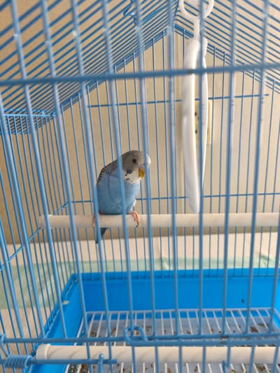 A budgie is perched on a wooden dowel inside a blue birdcage. The budgie is predominantly light blue with gray and black markings on its head and wings. It has a yellow beak and orange feet. Behind the cage, a light brown wall is visible, with vertical shadows cast by the cage bars. A white plastic swing or toy hangs from the top of the cage. The bottom of the cage contains a blue tray with a white grate and scattered birdseed. The scene is indoors, with no discernible features suggesting a specific location in Beslan, Russia.