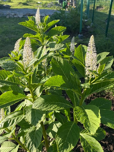 The image shows a close-up, outdoor, eye-level view of a flowering plant with large, green leaves and tall, white flower spikes. The plant appears healthy and is growing in dark soil. The leaves are broad and have prominent veins. The flower spikes are dense clusters of small, white blossoms. The sun is shining, casting shadows on the leaves and highlighting their texture. In the background, a green fence is visible, suggesting a garden or yard. Beyond the fence, there is a blurred background of green foliage and a gray, rocky surface, possibly a path or embankment. The lighting suggests it is daytime, likely morning or afternoon, with bright sunlight. There are no people or discernible text in the image. The overall scene is one of nature and growth, with a focus on the botanical details of the plant.