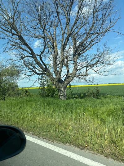 The image shows a rural roadside scene, likely taken from inside a moving vehicle. A large, leafless tree dominates the left side of the frame, its bare branches silhouetted against a blue sky with scattered white clouds. To the right of the tree, a field of green grass stretches into the distance, bordered by a strip of yellow, potentially a field of rapeseed or similar crop. The edge of the road, marked with a white line, is visible in the foreground. Part of a car's side mirror is visible in the bottom right corner of the image. The image does not contain the location in the city of Zamfir, Bulgaria.