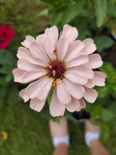 This is a close-up, vertical, top-down view of a pale pink zinnia flower in a garden. The flower is in focus, with its delicate petals fanning out from a dark reddish-pink center dotted with yellow stamen. The background is softly blurred, showing green foliage and grass, suggesting an outdoor setting. To the left, a hint of a dark red flower is visible. At the bottom of the frame, the out-of-focus lower legs and feet of a person wearing white socks are visible, indicating they are standing near the flower. The lighting suggests it is daytime. There is no visible text.