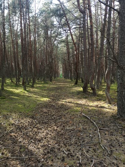 This is a photograph of the Crooked Forest in Rybachy, Russia. The image shows a path through a dense pine forest. The trees are tall and slender with reddish-brown bark. Many of the trees have distinct, curved trunks, giving the forest its name. The ground is covered with pine needles, cones, and some sparse green moss. Sunlight filters through the canopy, casting dappled shadows on the path and forest floor. The path is visible in the foreground and recedes into the distance, lined on both sides by the unique trees. The overall impression is of a natural, somewhat mysterious woodland. There are no people or animals visible in the image.
