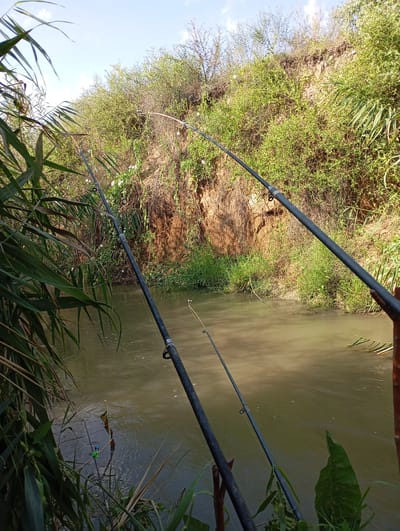 The image depicts a natural scene by a riverbank, likely in the Mirzo Ulugbek district of Uzbekistan. Two fishing rods are visible in the foreground, angled towards the muddy, flowing water. The river is flanked by lush green vegetation and a steep, eroded bank covered in dense foliage. The sky above is a clear blue with scattered white clouds, suggesting daytime. The overall impression is one of a tranquil outdoor setting, ideal for fishing. There are no people visible in the image.