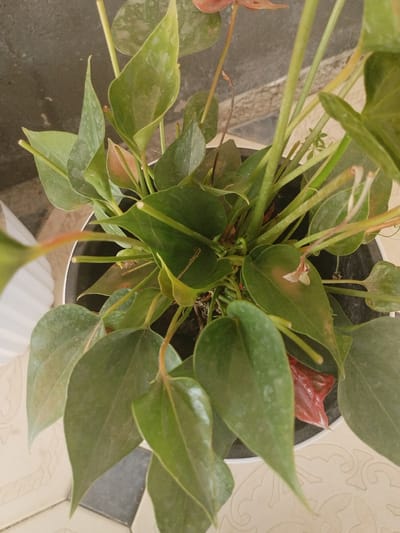 The image is a top-down, close-up shot of an anthurium plant in a black pot. The plant has numerous large, glossy, dark green leaves. Some leaves show signs of browning or discoloration, particularly on the edges and tips. There are also a few reddish spathes, characteristic of anthurium flowers, partially visible among the leaves. The plant is placed on a patterned tiled floor, with visible grout lines. The background includes a textured grey wall and a portion of a white object, possibly a railing or partition. The scene appears to be indoors or in a sheltered outdoor area, given the presence of the wall and the tiling. There is no indication of the city of Mady, Kyrgyzstan in the image itself.