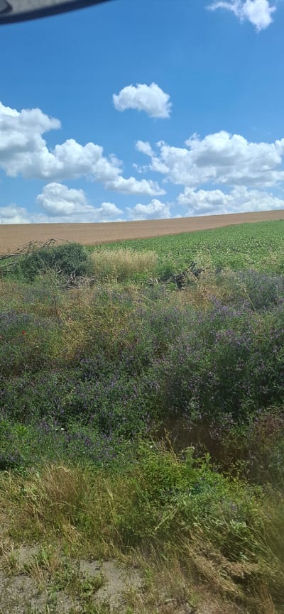The image shows a rural landscape in Ovcha Mogila, Bulgaria. The foreground is filled with dense vegetation, including tall grasses and flowering plants with small purple blooms. Further back, the landscape slopes upwards, revealing two agricultural fields. The lower field is a vibrant green, likely a crop such as corn or soybeans, while the field above it is a lighter, dry brown, suggesting a harvested or fallow field. A line of trees or brush separates the two fields, with some fallen branches visible. The sky above is a bright blue, dotted with fluffy white cumulus clouds. The scene appears to be taken on a clear, sunny day. There are no people or animals visible in the image.