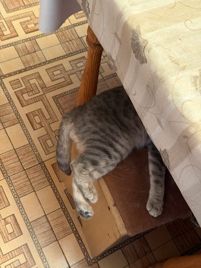 A gray tabby cat is hidden under a table covered with a light-colored tablecloth. The cat is lying on a wooden chair with a brown cushion. The floor is tiled with a beige and brown pattern. The scene is indoors, possibly in a home in Novxanı, Azerbaijan, judging by the description of the environment.