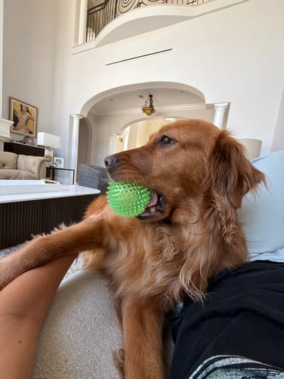 In Pinecrest, Florida, United States of America, a golden retriever dog is resting on a couch with a green spiky ball in its mouth. The dog is facing to the right, with its head tilted slightly upwards. Its left paw is extended forward, resting on a person's arm, which is visible at the bottom left of the frame. The background shows an interior of a home, with a staircase visible in the upper left corner, a painting on the wall, and arched doorways. The overall lighting suggests daytime.