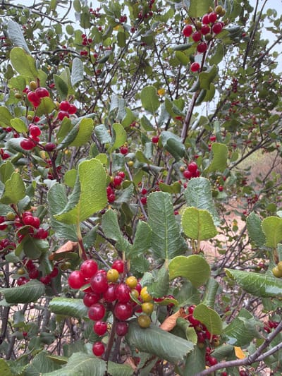 This is a close-up, low-angle shot of a branch laden with ripe red berries and green leaves, likely taken in Lake Forest, USA. The berries are clustered in groups of varying sizes, with some appearing almost black and others a vibrant red. A few unripe green berries are interspersed among the red ones. The leaves are ovate and have a slightly serrated edge, with some showing signs of age with a brown, dried leaf visible. The background is out of focus, revealing more branches and leaves, and hints of a natural, possibly wooded, environment. The lighting suggests it could be daytime, with a slightly overcast sky judging by the diffused light. There is no visible text in the image. The overall impression is one of abundance and the natural beauty of the plant in its fruiting stage.