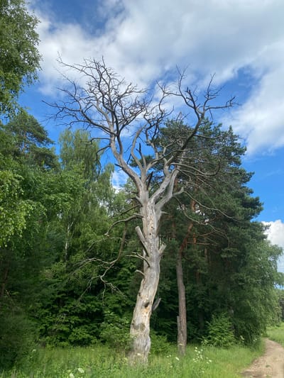 A vertical, eye-level shot captures a dead, gnarled tree with grey bark dominating the center of the frame. Its skeletal branches reach towards a bright blue sky dotted with fluffy white clouds. To the left and behind the dead tree, a dense forest of lush green trees, including pines and birches, creates a vibrant contrast. The ground in the foreground is covered in green grass and some white wildflowers. A dirt path curves along the right side of the image, disappearing into the distance. The scene appears to be in a natural, outdoor setting, possibly a forest or park. The location in Gur'evo (Volkovskii S/S), Russia is not discernible from the image itself. There are no people or actions depicted.