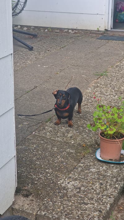 A black and tan dachshund wearing a red collar and leash stands on a concrete path outdoors. The dog is facing the camera with its ears perked. To the right of the dog, a potted plant with green clover-like leaves sits on the ground. A white wall is visible on the left side of the image. The background consists of more concrete and a white building. The image appears to be taken in Jesteburg, Germany, likely on a residential property.