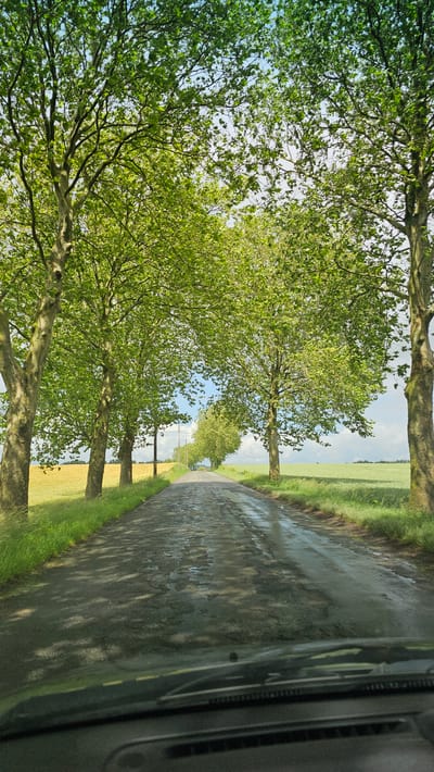 A vertically oriented, eye-level shot captures a tree-lined rural road, likely from the perspective of a moving vehicle. The right edge of the frame shows a dark vehicle interior, including part of a window frame and door. The asphalt road, stretching into the distance, appears damp and reflective in patches, suggesting recent rain or standing water, and is dappled with shadows from the trees.
To the left of the road, a dense avenue of mature trees, possibly plane trees, stands tall with vibrant, fresh green foliage, indicating springtime or early summer. Their light-colored, patterned trunks are visible. Their branches form a partial canopy over the road, creating distinct shadow patterns on the wet surface. Beyond the trees, on the left, and further along the right side of the road, expansive agricultural fields are visible, some appearing green with young crops, others perhaps a yellowish-brown. The sky above is bright blue with scattered white clouds, suggesting a clear day after precipitation. The scene conveys a tranquil, verdant rural landscape, consistent with the Thuin, Belgium context. No people or discernible text are visible.