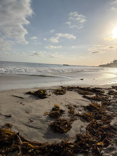 This is a medium-shot, eye-level, vertical, landscape photograph taken from a beach in Laguna Beach, California, USA, looking towards the ocean at sunset. The sky is a light blue with scattered white clouds, and the sun is a bright, hazy orb on the right side of the frame. The ocean has moderate waves with white foam, and the wet sand reflects the light. The foreground is filled with a large amount of dried seaweed, in shades of brown and yellow, scattered across the sand. In the background, a distant hillside with trees and buildings is visible on the right. The overall mood is serene and natural.