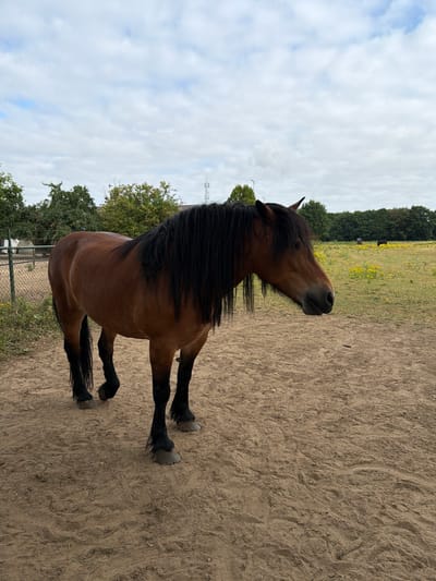 A medium shot captures a brown horse standing on a sandy, outdoor enclosure. The horse is facing right, with its head turned slightly to the right. It has a long, dark mane that falls over its neck and back. The horse's legs are black, and its hooves are visible. Behind the horse, a fence separates the enclosure from a field with green trees and yellow wildflowers. The sky is partly cloudy with white clouds scattered across a pale blue background. The overall impression is that of a rural setting in Melick, Netherlands.