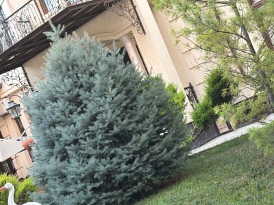 The image depicts an outdoor scene with a focus on vegetation and architectural elements. A large, bushy blue spruce tree dominates the foreground, its needles a dusty blue-green. To its right, a lighter green pine tree with delicate needles is visible, its branches extending towards the right side of the frame. In the background, a light-colored building with a decorative balcony railing and a classical column suggests a residential or perhaps a hotel setting. A dark metal fence with ornate scrollwork runs along the ground level in the middle ground, separating the grassy area from the building. The grass in the foreground is lush and green, with a few small, reddish-pink flowers scattered throughout. On the far left, a white decorative stork sculpture with a pink beak is partially visible. A vintage-style lamp fixture hangs from a bracket on the building to the left of the spruce tree, above a partially obscured cream-colored awning. The lighting suggests it is daytime, possibly overcast or late afternoon, as there are no strong shadows. The scene appears tranquil and well-maintained, indicative of a garden or a well-kept outdoor space. The location context is Tutzar, Uzbekistan. There is no discernible activity taking place; it is a static shot of the environment. No visible text is present in the image.