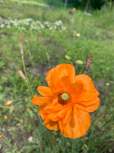 An orange poppy flower is in focus in the foreground, with blurred green foliage and other plants in the background. The flower has delicate, crinkled petals and a prominent green pistil surrounded by brown stamens. Several dried poppy seed pods are visible in the background. The setting appears to be a garden or natural area, possibly in the vicinity of Pokotylivka, Ukraine, given the context. There are no people or animals present in the image. The lighting suggests it is daytime, with soft sunlight illuminating the scene.