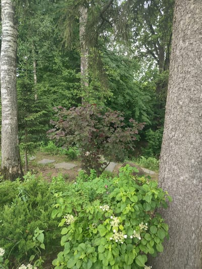 In the city of Лесной Пейзаж-2 Кп (шарапово), Russia, a photograph captures a lush, green forest scene. The foreground is dominated by a thick juniper bush and a flowering hydrangea bush with white blossoms. To the left, the distinctive white, peeling bark of a birch tree stands tall. Behind these, a young fir tree and a dark-leaved shrub add depth. In the background, dense green foliage forms a natural wall, with the textured bark of a large tree on the right side of the frame. The ground is a mix of soil and scattered flagstones, suggesting a pathway. The overall impression is one of a serene, natural outdoor environment.