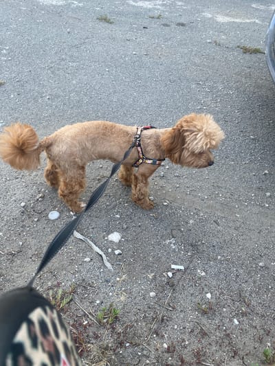 A medium shot captures a tan-colored dog, possibly a poodle mix, from a high angle, standing on an asphalt surface. The dog is wearing a patterned harness with floral accents and is attached to a black leash. Its fur is curly and appears to be recently groomed, with a puffier style on its head. The dog is looking upwards and to the right, with its body positioned away from the camera. The ground is composed of asphalt with visible pebbles and some sparse vegetation and dry grass. A piece of white cigarette butt is visible on the ground to the right of the dog. In the lower right corner, a portion of a black bag with a leopard print is visible, suggesting the dog is being walked by its owner. The scene appears to be outdoors, possibly a street or sidewalk, during daylight. The lighting suggests it could be morning or afternoon. There is no visible text in the image.