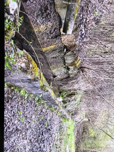 The image captures an outdoor scene, likely in a rural or semi-rural setting, centered around a man-made water channel or trough. This channel, constructed from concrete or stone, runs horizontally across the midground from left to right, showing signs of age with moss and some small green plants growing on its surfaces. A grey pipe, possibly concrete or metal, extends from the upper left, draining into the channel.

The channel contains some standing water, reflecting the muted light. The ground to the right of the channel and beneath the dense vegetation is covered with a thick layer of dead, brown leaves, interspersed with a few fresh green shoots.

In the background, a dense thicket of bare trees and branches dominates the upper portion of the frame, suggesting a late winter or early spring season, or perhaps an area where deciduous trees are still dormant. Further back and to the right, lighter green foliage indicates the presence of new growth or evergreen plants.

The overall impression is one of a natural environment gradually reclaiming an older, man-made structure. The lighting is soft and diffuse, indicating it is daytime, possibly overcast. No human activity, animals, or visible text are present in the image. The location context provided is Wolverhampton, United Kingdom.