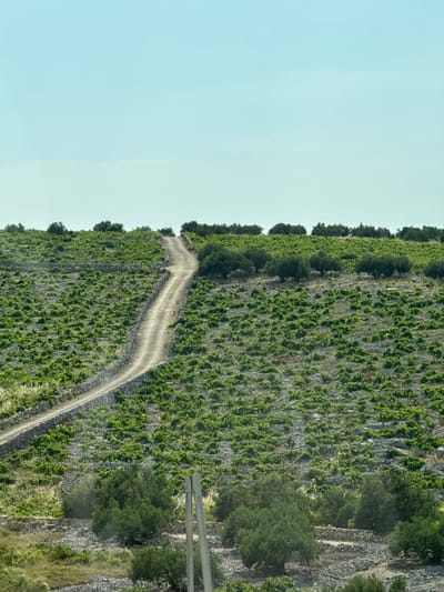 The image shows a vineyard on a steep, rocky hillside in Primošten, Croatia. The vineyard is comprised of rows of grapevines planted on terraced slopes. A dirt path winds its way up the hillside, through the vines. The sky is clear and blue, suggesting a sunny day. The time of day appears to be daytime, likely late morning or early afternoon, given the bright sunlight and clear sky. The steep terrain and the terraced vineyards are characteristic of the region's viticulture, designed to maximize the use of the land and to capture sunlight. Some trees are interspersed among the vines and along the edges of the terraces. In the distance, there are some man-made structures, possibly part of the vineyard's infrastructure or nearby buildings. The overall scene evokes a sense of natural beauty and the hard work involved in cultivating the land. There is no visible text in the image.