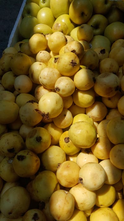 A high-angle, eye-level shot showcases a dense collection of yellow guavas and apples, piled together. These fruits are likely being sold or stored. The location is suggested to be La Joya, Mexico, though this cannot be verified from the image alone. The fruits are close together and feature the occasional blemishes, spots, or stem remnants. Sunlight illuminates the fruits, with shadows and highlights providing contrast and defining their rounded shapes. The guavas are predominantly yellow in color. The apples are on the left side of the image. The apples are green and yellow.