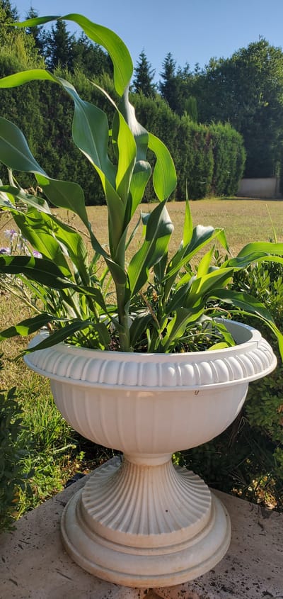 The image shows a large, ornate white planter filled with a corn plant. The planter has a fluted base and a decorative rim. The corn plant has several large green leaves. The planter is situated outdoors on what appears to be a stone base, surrounded by grass and bushes. In the background, there is a line of manicured trees and a clear blue sky. The scene suggests a residential or garden setting. There are no people or animals visible in the image. This scene is located in Nea Santa, Greece.
