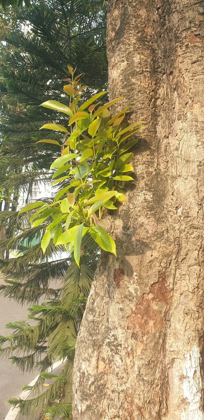 In Chor Sahapur, Bangladesh, a close-up shot captures a section of a tree trunk with new growth sprouting from its bark. The trunk exhibits rough, textured bark with variations in color, ranging from light brown to darker, weathered patches. Attached to the trunk, a cluster of vibrant green leaves emerges from thin stems, suggesting recent growth. In the background, out of focus, are the dark green, needle-like leaves of a conifer tree, and a hint of a paved surface with a white line, likely a road or sidewalk. The lighting suggests it is daytime, with sunlight illuminating the tree and casting subtle shadows. No people or specific actions are depicted.
