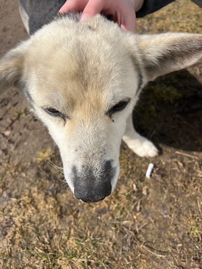 A close-up, slightly angled overhead shot depicts a dog with light-colored fur, a black nose, and dark eyes. A hand is partially visible on the left, petting the dog. The background consists of dry grass and dirt. An object resembling a discarded cigarette filter or a small white tube is visible in the upper right area. The location is believed to be near Норья, Russia.