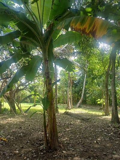 The scene depicts a vegetated outdoor area in Cotorra, Colombia. A large banana plant (Musa species) is centrally positioned in the foreground and mid-ground, exhibiting multiple broad green leaves. One prominent leaf in the upper right quadrant displays significant yellowing and browning. Smaller banana plant offshoots are visible at the base of the main plant's pseudostem. The ground consists of dark soil, heavily covered with a dense layer of dry, fallen leaves and organic debris. In the mid-ground, a horizontal fallen tree trunk or large branch rests on the ground. The background is composed of numerous trees, including several tall, slender trunks resembling palm trees, and other broadleaf species with lush green foliage. Strong sunlight penetrates the tree canopy from the upper right, casting bright highlights on the vegetation and ground. No individuals, man-made structures, or explicit actions or interactions are present.