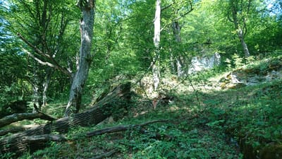 The image depicts a dense forest with mature trees, rocky outcrops, and fallen logs. The ground is covered in lush green vegetation and fallen leaves. Sunlight filters through the canopy, creating dappled light and shadows. The scene appears to be a natural, untamed environment, characteristic of a forest area.