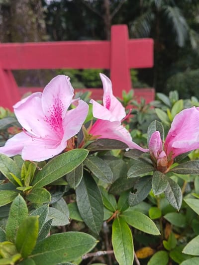 The image displays a close-up view of a flowering shrub located in Tapaiteng Uesa, Bhutan. In the foreground, three pink azalea-type blossoms are prominent among dark green ovate leaves. The leftmost flower is fully open, featuring light pink petals with a central cluster of darker pink speckles. A second open pink flower is partially visible to its right. On the far right, a light pink flower bud is present. The surrounding foliage consists of various shades of green, with some leaves exhibiting minor insect damage. The background is softly blurred, revealing a horizontal red structural element, consistent with a railing or bench, behind which indistinct dark green vegetation is visible.