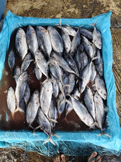The image displays numerous fish, primarily identified as Skipjack Tuna (Katsuwonus pelamis), arranged within a rectangular container lined with a blue plastic sheet. The fish, estimated at over fifty units, are partially submerged in a reddish-brown liquid (likely blood and water). They vary in size, approximately 20-40 cm in length, exhibiting blue-grey backs with distinctive horizontal stripes and silver undersides. Several fish show evidence of gill and abdominal incisions. The container rests on a textured, damp concrete ground. In the lower right foreground, the bare feet of an individual are visible, with the right foot wearing a dark sandal. The scene is situated in Tuha Gp Gajah, Indonesia.