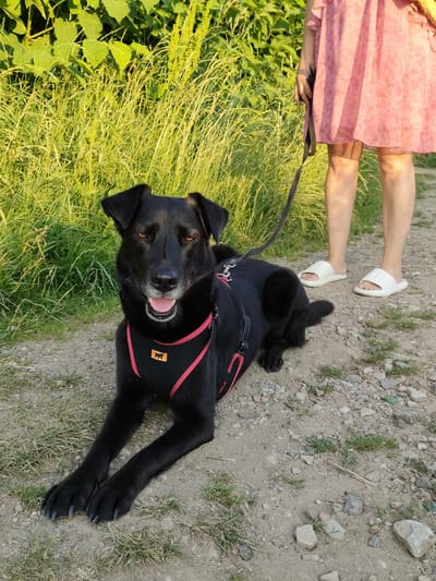 A black dog is lying on a dirt path next to a person in a pink dress, at a tourist resort in Russia. The dog is wearing a black harness with red trim and a small yellow patch with a dog silhouette. Its mouth is open, as if panting or smiling, and its eyes are slightly closed. Tall green grass and plants are visible in the background. The person's legs are visible, wearing white slide sandals. The image appears to be taken during daylight, possibly late afternoon given the lighting. The setting is outdoors, with a natural, unpaved path.