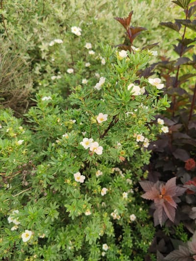 The image displays a close-up of a flowering shrub with small, white, five-petaled flowers and green, serrated leaves. The shrub is dense and bushy, with many individual branches laden with foliage and blossoms. Some flower buds are also visible. The background is blurred but suggests a garden setting with other plants. To the right and behind the main shrub, there are plants with dark, purplish-red leaves, creating a contrast in color. Further in the background, lighter green foliage can be seen. The lighting suggests it is daytime, possibly sunny, as indicated by the bright white of the flowers and the overall illumination. The scene appears to be outdoors in a natural or cultivated garden environment. There is no text visible in the image.