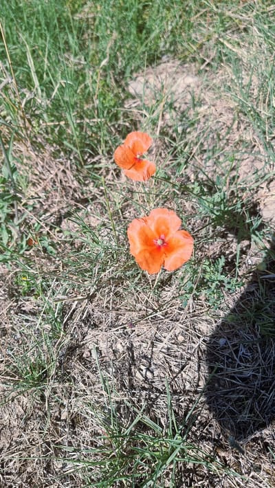 The image shows two orange poppies in a field with dry grass and some green shoots. The poppies have delicate petals and a dark center. One poppy is larger and in the foreground, while the other is smaller and slightly out of focus in the upper background. The ground is a mix of dry soil and straw-like grass. Sunlight casts shadows on the ground, indicating it is daytime. The location is a rural area, potentially a meadow or field, in Montagut i Oix, Spain. There are no people or animals visible in the image.