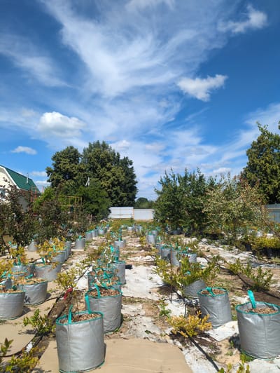 The image depicts a nursery in Velikovo, Russia, featuring rows of young trees and shrubs planted in large, gray fabric pots. The plants are arranged in an organized manner across a gently sloping, sunlit outdoor area. The ground is covered with a light-colored material, possibly fabric or mulch, with black irrigation hoses snaking between the pots. In the foreground, several of the fabric pots are clearly visible, containing plants with green and yellow foliage. In the background, larger trees form a dense green backdrop, and a modern building with a green roof is partially visible to the left. The sky above is a bright blue with scattered white clouds, indicating fair weather. There are no people or animals visible in the scene.