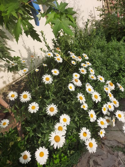 This media file shows a close-up, eye-level view of a bed of daisies in Gudermes, Russia. The daisies are the primary subject, with numerous white-petaled flowers with yellow centers filling the frame. They are densely packed and appear to be growing amongst green foliage. A textured, rough stone wall is visible in the upper right portion of the image, behind the flowers. In the lower left, large, green maple-like leaves dominate the foreground, casting shadows on a light-colored, textured wall or surface. A blue object, possibly part of a tool or gardening equipment, is partially visible amongst the large leaves. The lighting suggests it is daytime, with bright sunlight creating distinct shadows, indicating a sunny day. There is no visible text in the image. The overall scene conveys a natural, outdoor setting, likely a garden or yard.