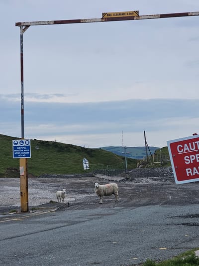 The image depicts an outdoor scene in Halkyn, United Kingdom, under a cloudy sky. In the foreground and midground, two sheep are present on a surface composed of dark asphalt and lighter gray gravel. One adult sheep, with light-colored, somewhat matted fleece and a red mark on its left flank, stands on the gravel facing slightly right but looking towards the viewer. To its left and slightly further back, a smaller lamb with clean, light-colored fleece stands facing directly towards the viewer on the gravel.
Dominating the upper left of the frame is a rusty metal gantry, painted with alternating red and white sections, featuring a horizontal beam supported by a vertical post. A yellow sign attached to the horizontal beam reads "MAX. CLEARANCE 6.5mtr" in black text. Further down the left vertical post, a blue rectangular sign is affixed, displaying four white icons (hard hat, safety glasses, safety boots, high-visibility vest) and the text "All P.P.E. must be worn when outside of cab". The supporting pole for this sign is yellow and shows signs of rust and peeling paint.
On the right side of the image, partially obscured, is a red rectangular sign with white lettering. Visible text includes "CAUT", "SPE", and "RA", likely indicating "CAUTION SPEED RAMP" or similar. In the background, rolling green hills are visible, with scattered foliage. A tall, thin pole with illuminated red sections is present on a distant hill. Below this pole and slightly to the left, a large, dark rectangular shape, possibly a ship or building, is visible in the far distance. Further up the hill to the left, a distinctive white, triangular, or A-frame structure is partially visible. The ground beyond the immediate area of the sheep appears to be a disturbed area with piles of gravel and some fencing.