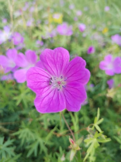 This media file is a close-up photograph of a vibrant pink Geranium flower, with its delicate petals unfurling. The flower is the central subject, in sharp focus, while the background is softly blurred, creating a sense of depth. The background consists of a field of other similar pink flowers and green foliage, suggesting a natural outdoor setting.
The lighting appears to be natural daylight, possibly late afternoon or early morning given the soft glow, indicating pleasant weather. The image captures the simple beauty of nature, with no people or specific events taking place, other than the natural blooming of the flowers. The setting is likely a garden or a meadow, given the abundance of wildflowers. There is no visible text in the image. The focus on the single flower with its intricate details, like the veins on the petals and the stamens in the center, evokes a feeling of peace and appreciation for the natural world. The overall impression is one of serene natural beauty in a rural or garden environment. The location context is Chebarkul', Russia.