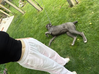 A high-angle shot shows a person in light pink tracksuit pants and a black top lying on green grass next to a dark gray dog. The dog, which is lying on its back, is attached to a chain leash. The person's abdomen is visible. The scene includes parts of a concrete structure/fence in the lower right corner. The location is unspecified, but the prompt suggests Bratia Kunchevi, Bulgaria. The image doesn't provide any direct indication of the specific location within the city.