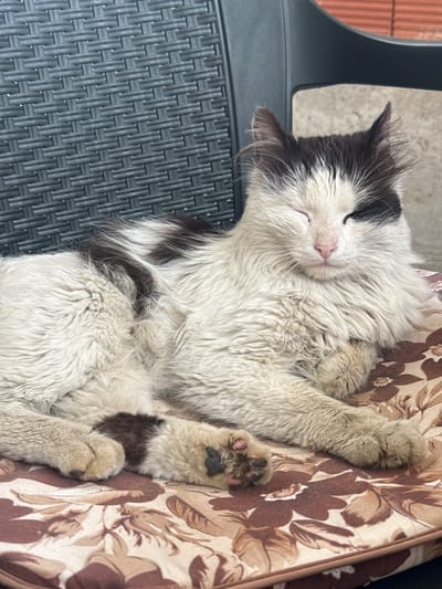 A cat with black and white fur is sleeping on a floral cushion placed on a grey woven plastic chair. The location is Parvomai, Bulgaria.