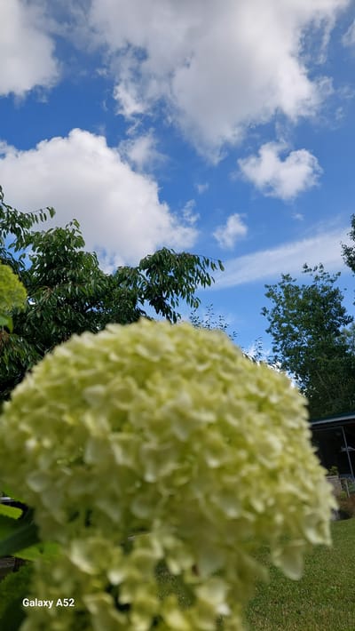 A close-up, low-angle outdoor shot features a blurry, pale green hydrangea bloom in the foreground. The bloom is out of focus, occupying the lower half of the image, and its delicate petals are discernible. Behind the bloom, out-of-focus green trees fill the middle ground. The background reveals a bright blue sky with scattered white cumulus clouds. The scene appears to be a garden or park setting, possibly in Zhavoronki, Russia, given the inclusion of a "Galaxy A52" watermark in the lower left corner, which is a common smartphone model. No people or animals are present in the image. The lighting suggests it is daytime, with a clear sky and visible sunlight.