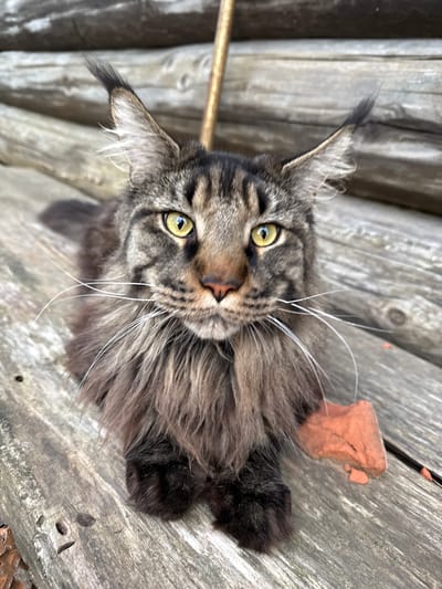 A close-up, overhead shot features a Maine Coon cat with striking green eyes and a fluffy, grey and brown tabby coat. The cat is lying on weathered, grey wooden planks, which appear to be part of an outdoor structure like a fence or deck. A small, reddish-orange piece of broken brick is visible near the cat's head, resting on the wood. The cat's long white whiskers fan out from its face. Its ears are tufted, with dark tips and lighter fur inside. The fur around its neck is particularly voluminous, creating a mane-like appearance. The cat's paws are dark and fluffy, with one visible on the right side of the frame. The lighting suggests it is daytime, with natural light illuminating the scene, casting subtle shadows. The overall mood is calm and domestic, with the cat appearing relaxed and observant. There is no visible text in the image. The setting implies an outdoor environment in Severnyy, Russia, likely during mild weather given the absence of heavy coats or snow.