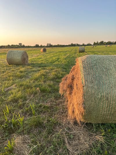 In a grassy field near Rozhyshche, Ukraine, several large, round bales of hay are scattered across the landscape. The sun is low in the sky, casting a warm, golden light that illuminates the golden hay and the green grass. The sky is a clear, pale blue, fading to a soft orange near the horizon. The bales are positioned at various distances from the camera, with one prominent bale in the foreground that is partially unwrapped, revealing the dry, golden hay beneath the green netting. The field is uneven, with patches of longer grass and dried stalks. In the distance, a line of trees forms a dark silhouette against the sky, and other hay bales are visible as smaller shapes further in the field. The scene conveys a sense of rural tranquility and the end of a harvest season.