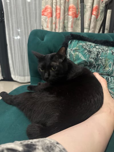 A black cat is resting on a teal-colored tufted cushion. The cat is facing towards the camera with its head tilted. In the background, a person's arm and leg are visible, and part of a surface with a pattern of flamingos is also seen. The scene appears to be indoors, possibly in a home, given the furniture and fabric patterns. The lighting suggests it might be daytime. The cat looks relaxed and comfortable. There is no visible text in the image.