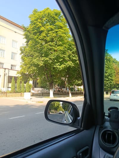 The image captures a street scene in Rîșcani, Moldova, viewed from inside a vehicle. On the left, a light-colored, multi-story building with multiple windows is visible, partially obscured by a large, leafy green tree in the foreground. The building appears to be an institutional or residential complex. Directly in front of the building, a row of conical evergreen trees stands behind a black metal fence. A white rectangular object, possibly a planter or bin, is also present near the fence.
The street in front of the building is paved with asphalt and marked with white lines. A few people can be seen walking on the sidewalk next to the building. To the right of the building, more trees line the street, their leaves a vibrant green. A white car with license plate "SHS 166" is parked on the right side of the road, facing away from the viewer.
The perspective is from the driver's or front passenger's seat of a car, with the side mirror visible in the lower right portion of the frame. The side mirror reflects the street and the trees lining it, showing a few other cars driving in the same direction as the viewer. The sky above is clear and blue. The overall scene suggests a sunny day in a suburban or semi-urban area.