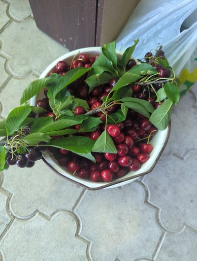 A white bowl filled with fresh cherries and green leaves sits on a tiled surface. The bowl has a distressed, off-white enamel finish with a thin brown rim. The cherries are a deep red, some appearing almost black, and are attached to stems and branches with lush green leaves. In the background, a portion of a wooden structure and a crinkled white plastic bag are visible. The tiled surface features an embossed pattern with a quatrefoil-like motif. The scene is lit with natural light, casting soft shadows. The image is taken from a top-down perspective. The location is identified as Pkhvenisi, Georgia.