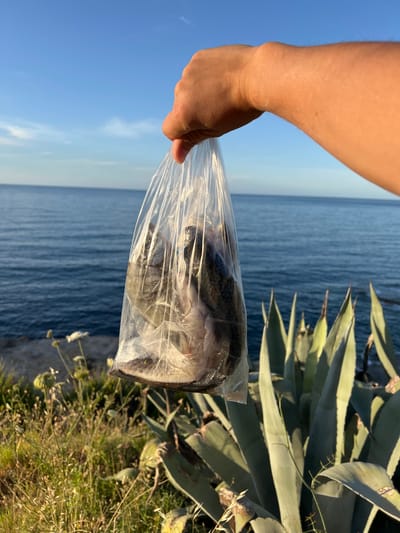 The image displays a close-up of a person's tanned right arm and hand holding a transparent plastic bag filled with several small, dark-scaled fish. The scene is set outdoors along the coastline of Sperone, Italy. In the background, a calm, deep blue sea extends to meet a clear, light blue sky with faint wisps of clouds near the horizon. The midground on the left features a rocky shoreline with sparse green and dried vegetation, including some white flowering plants. The right side of the foreground is dominated by large, spiky agave plants, brightly illuminated by direct sunlight, which casts distinct shadows. The fish inside the bag appear to be whole and freshly caught.